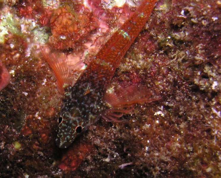 Tripterygion melanurus